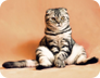 product photographer